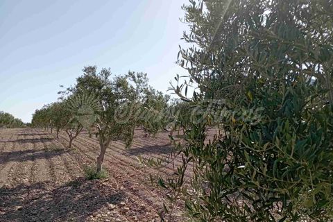 Helårsgrund i Yecla, Murcia, Yecla - € 300.000 | Ref: SF0504 - foto 10